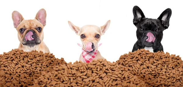 Grupo de perros detrás de la comida montículo — Foto de Stock