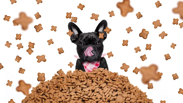 Cão faminto em uma chuva de comida — Fotografia de Stock