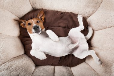 köpek uyku veya dinlenme