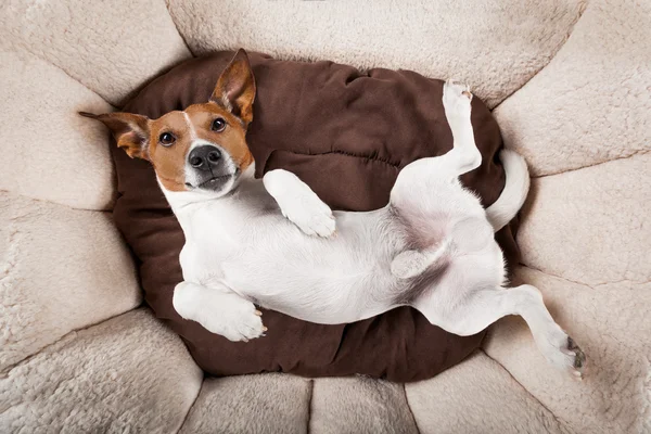犬の睡眠や休息 — ストック写真