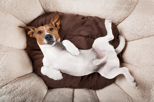 Dog sleeping or resting — Stock Photo, Image