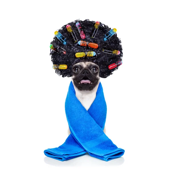 Hairdresser groomer dog — Stock Photo, Image