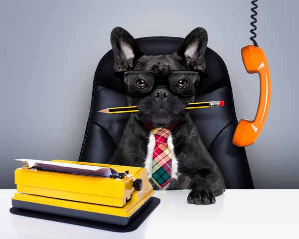 Office worker boss dog — Stock Photo, Image