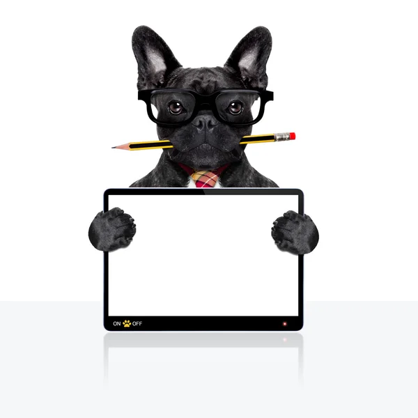 Büroarbeiterhund — Stockfoto