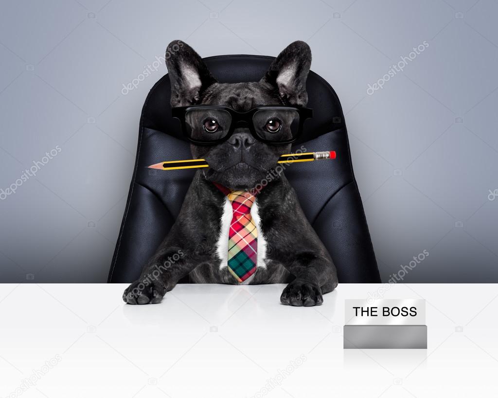 office worker boss dog 