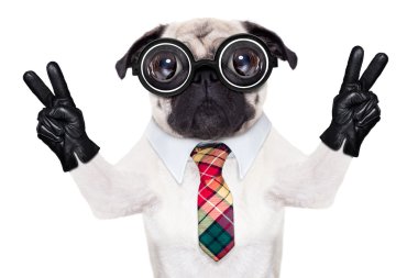 aptal serin çılgın köpek 