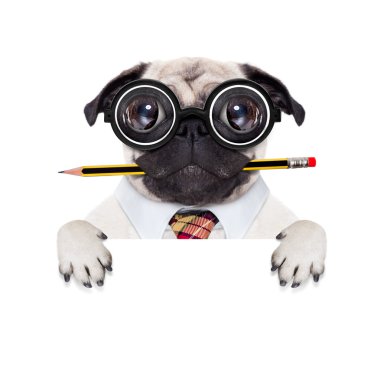 aptal çılgın köpek 