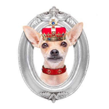 taç Kral köpek