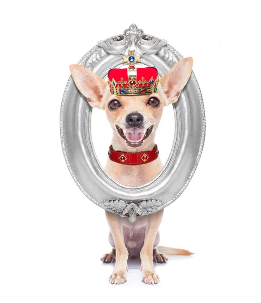 Crown kung hund — Stockfoto