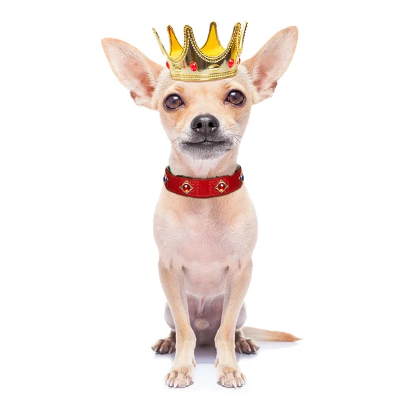 Korona króla pies — Zdjęcie stockowe
