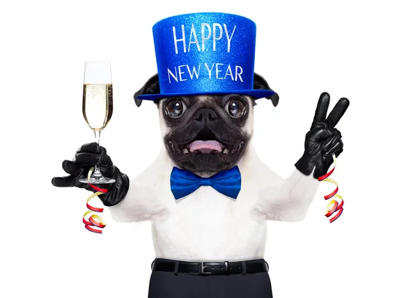 Happy new year dog — Stock Photo, Image