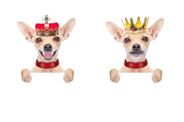 Crown kung hund — Stockfoto