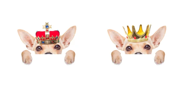 Crown kung hund — Stockfoto