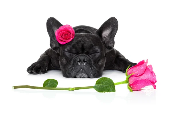 Valentines liefde zieke hond — Stockfoto