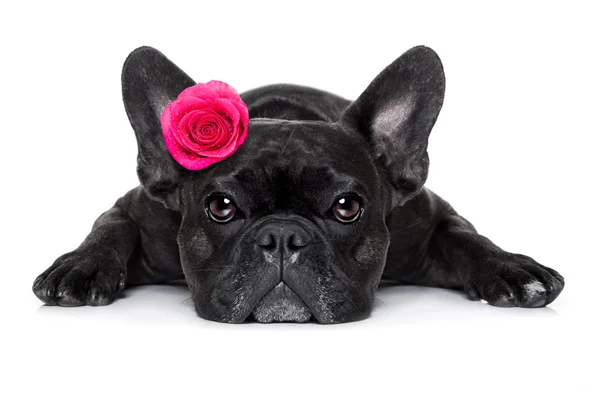 Valentim amor cão doente — Fotografia de Stock