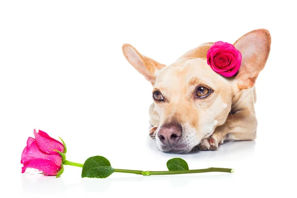 Valentinky love nemocný pes — Stock fotografie