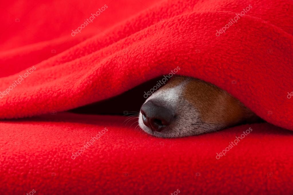 https://st2.depositphotos.com/1146092/9312/i/950/depositphotos_93128358-stock-photo-dog-ill-or-sleeping.jpg