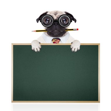 aptal çılgın köpek 