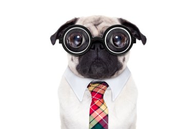 aptal çılgın köpek 