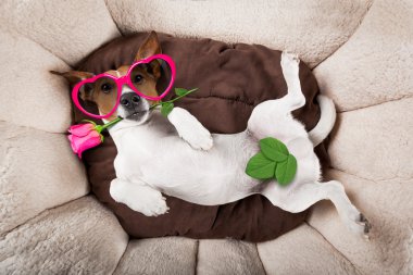 köpek uyku veya dinlenme