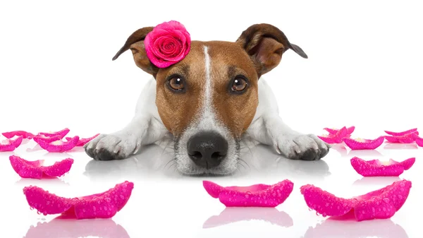 Валентинки люблять хворого собаку — стокове фото