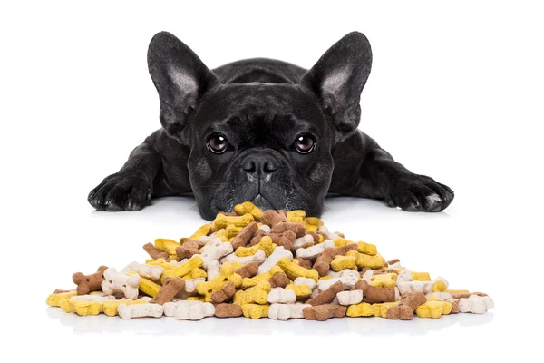 空腹の犬の食べ物 — ストック写真