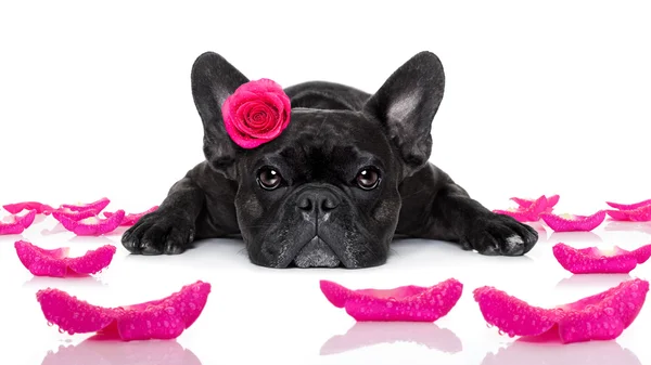 Valentines liefde zieke hond — Stockfoto