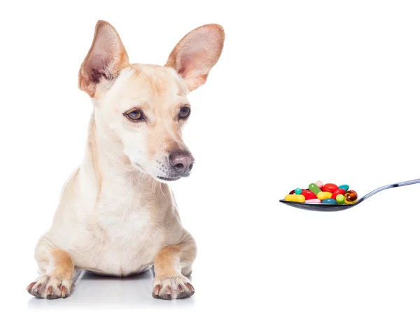 Doente cão doente — Fotografia de Stock