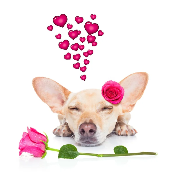 Valentines liefde zieke hond — Stockfoto