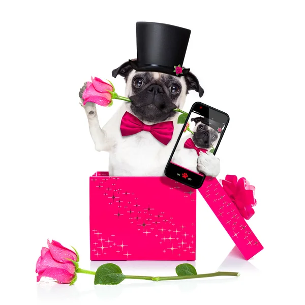 Valentines love sick dog — Stock Photo, Image