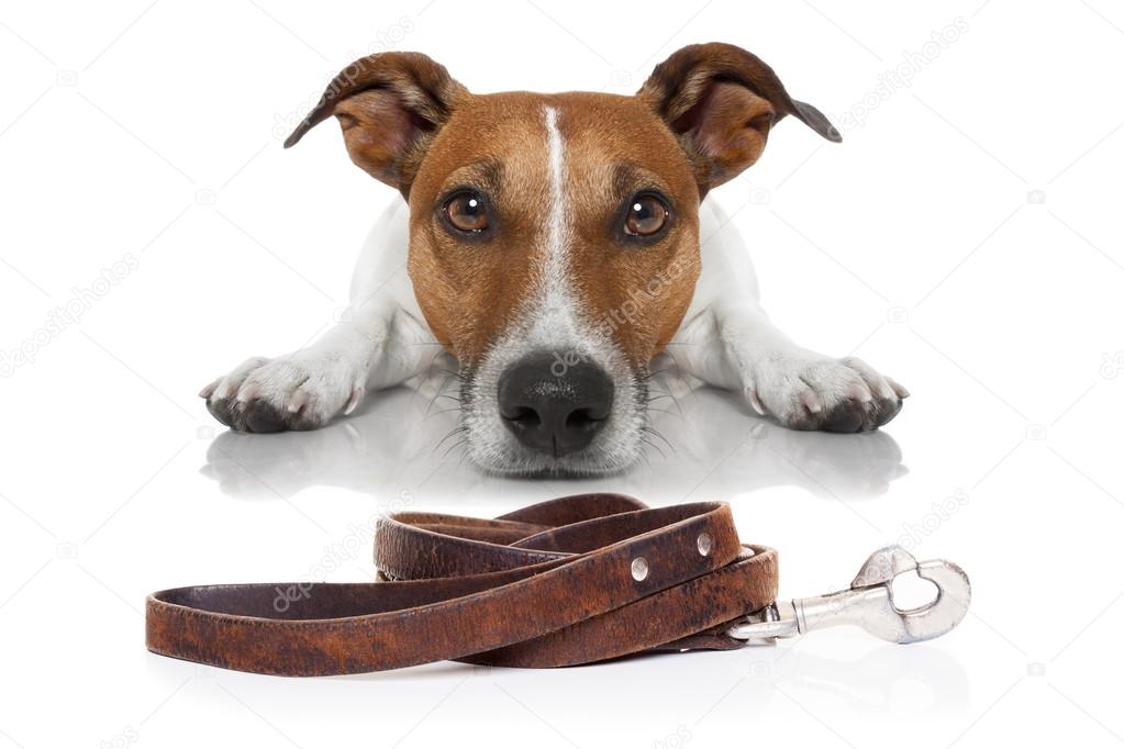 dog with leash 