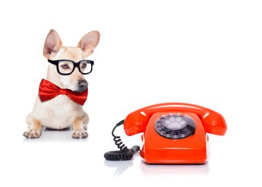 köpek telefon ofis