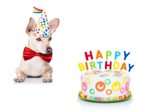 Birthday Cake hund — Stockfoto