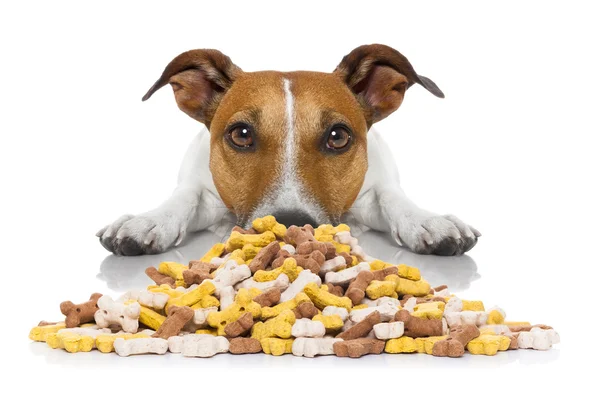 Affamato cane leccare — Foto Stock