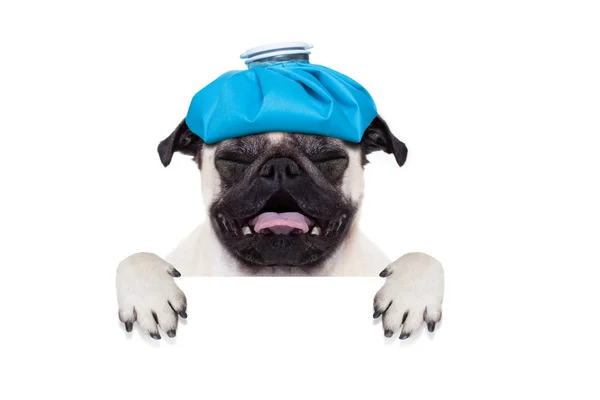 Sick ill dog — Stock Photo, Image