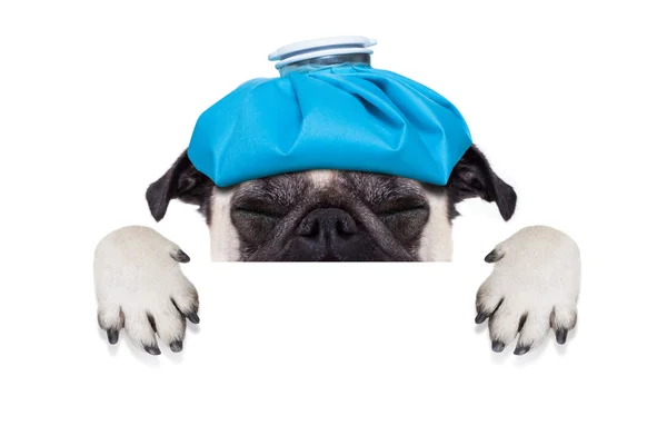 Sick ill dog — Stock Photo, Image