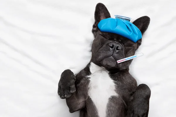 Doente cão doente — Fotografia de Stock