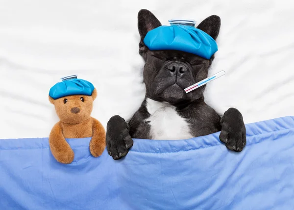 Sick ill dog — Stock Photo, Image