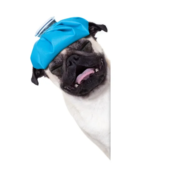 Sick ill dog — Stock Photo, Image