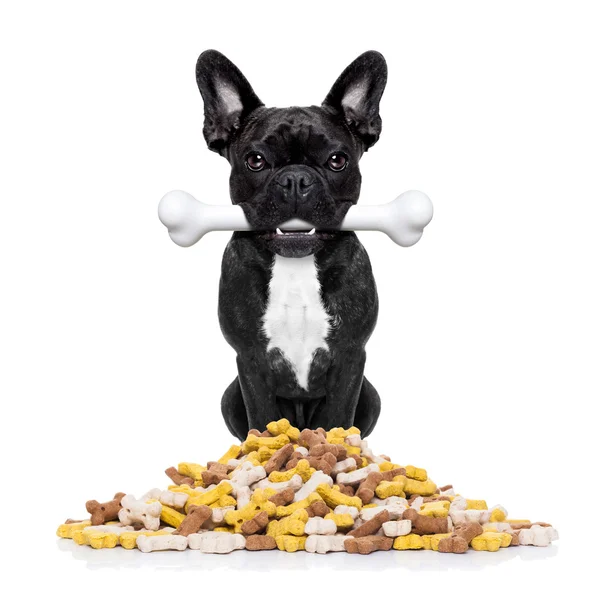 Hungry dog and food — Stock Photo, Image