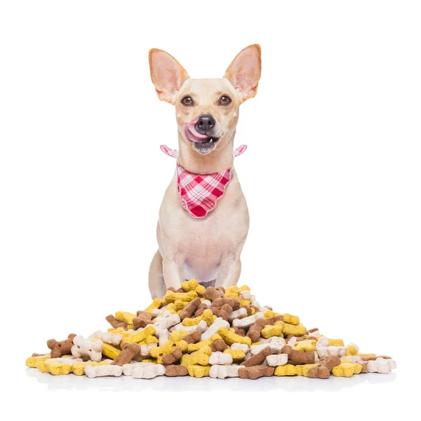배고픈 강아지와 음식 — 스톡 사진
