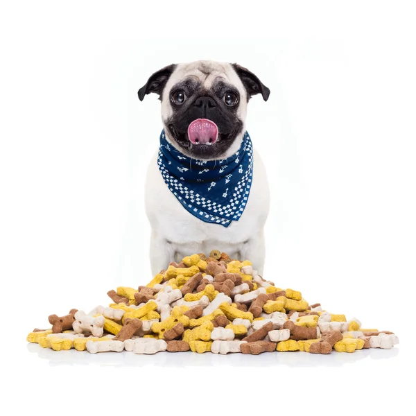 Голодная собака и еда — стоковое фото