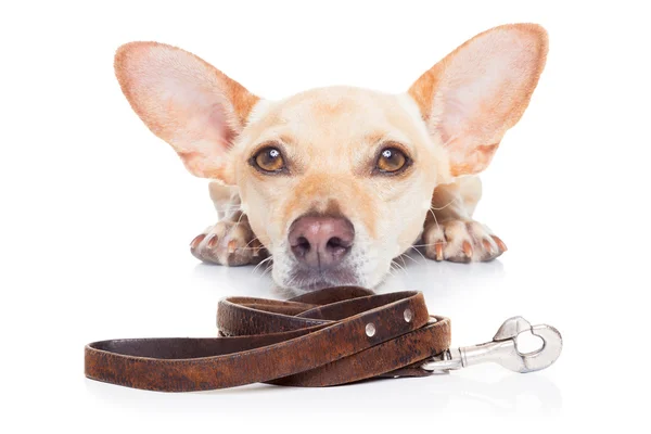 Cão com coleira — Fotografia de Stock