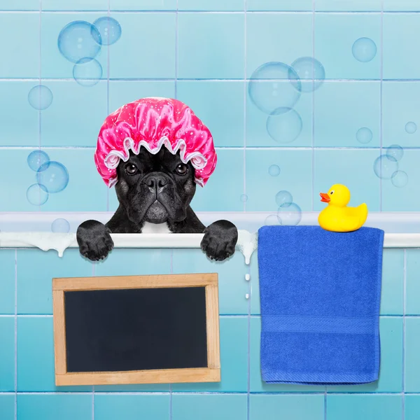 Dog in shower — Stockfoto