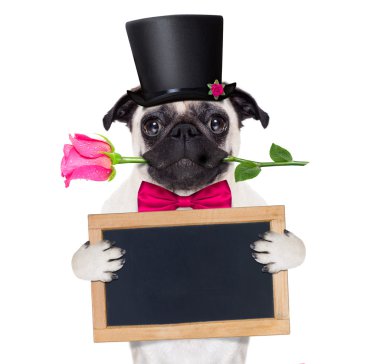 Sevgililer aşk hasta köpek