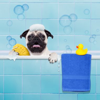 dog in shower clipart