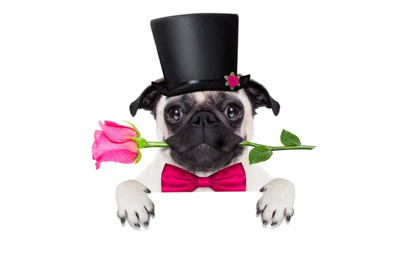 Valentines liefde zieke hond — Stockfoto