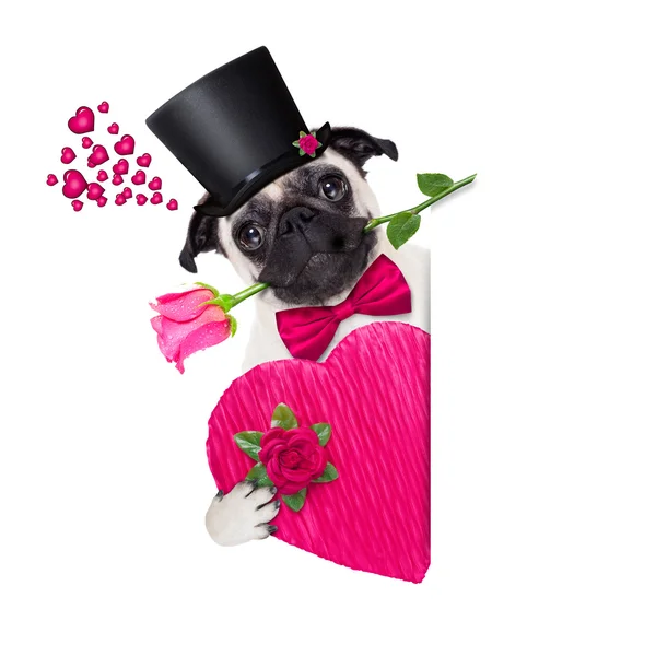 Valentines liefde zieke hond — Stockfoto