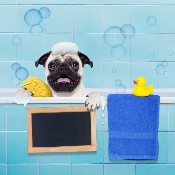 Chien dans la douche — Photo