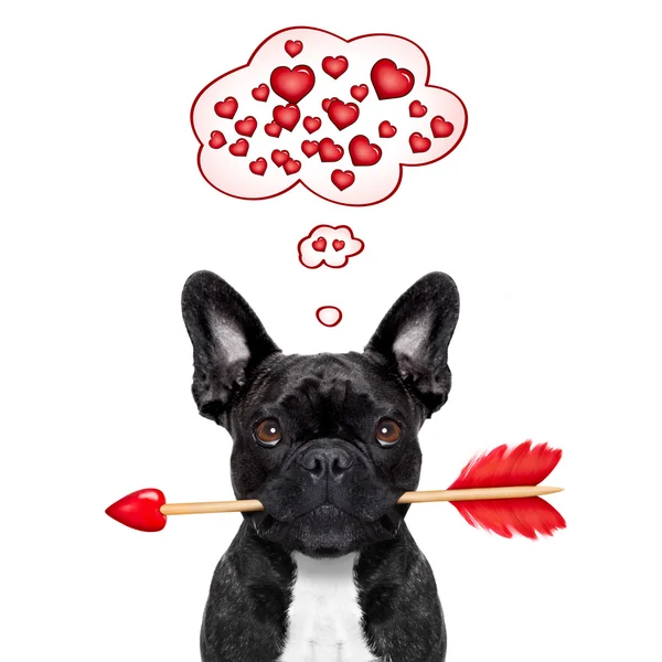 Valentines hond in liefde — Stockfoto